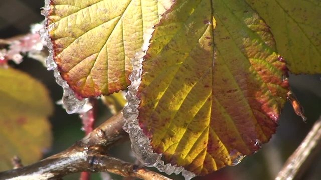 Herbstbl&auml;tter sind von schmelzendem Eis umrahmt und ein Wassertropfen f&auml;llt ab (Nahaufnahme)