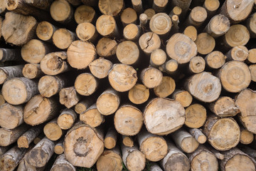 Numerous butts of dry logs of timber store frontal view
