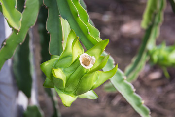 Green dragon flower in the garden