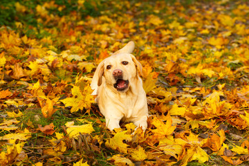 labrador retriever dog