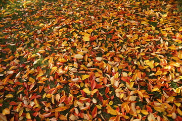 Heruntergefallene Blätter im Herbst