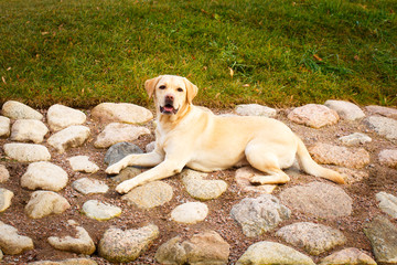 labrador retriever dog