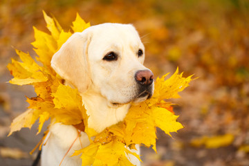 labrador retriever dog