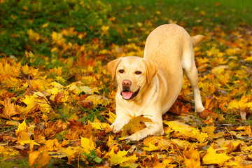 labrador retriever dog