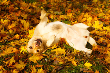 labrador retriever dog