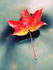 Autumn nature. Detail of rotten orange red  maple leaf. Fall leaf on stone