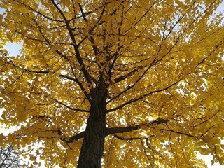 Fototapeta premium Ginkgo tree