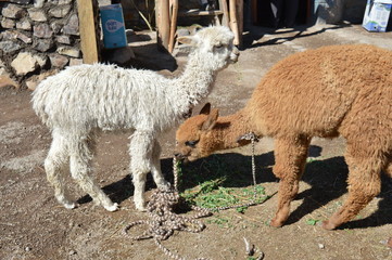 alpacas