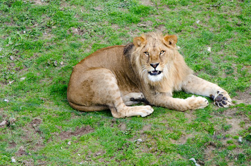 Lion