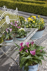 decorative arrangement of potted plants outdoor