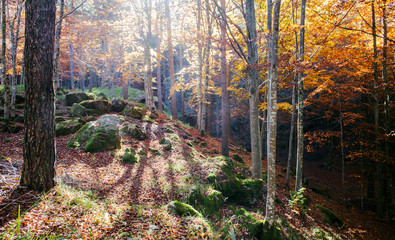 autumnal glimpse in the forest