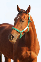 Obraz premium Chestnut colored anglo arabian stallion posing in studio