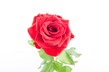 Red roses on a white background