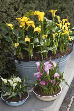 decorative arrangement of potted plants outdoor
