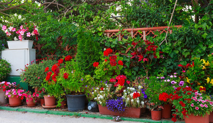 Fototapeta na wymiar Flowerpots with colorful flowers.