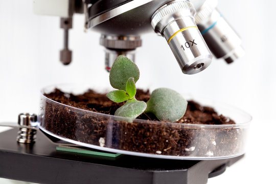 Analysis Of Soil Sample With Young Plant Under Microscope