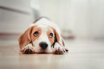 beagle