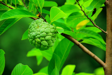 custard apple