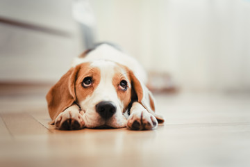 beagle