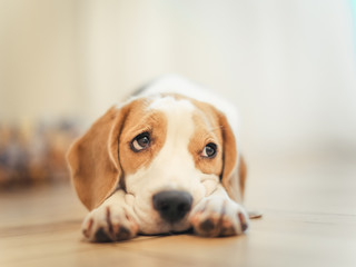 beagle