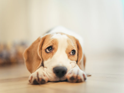 beagle