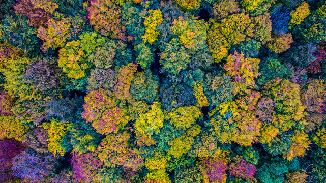 Aerial Photo of Autumn Tree-Tops at Micheldever Woods