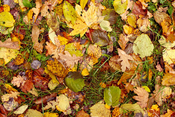 
Fallen leaves. Autumn. Background image