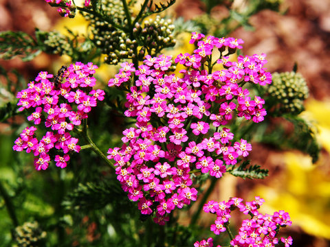 Fototapeta Pink Achillea millefolium - yarrow 