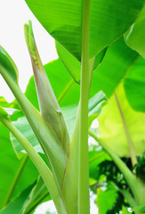 Fototapeta premium banana flower