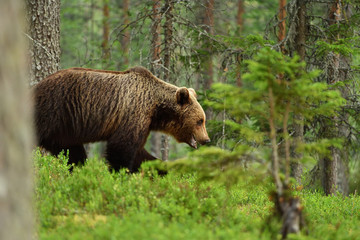 Obraz na płótnie Canvas brown bear deep in the forest