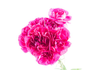 Red Carnation flowers on a white background