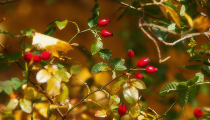 Rote Hagebutte im Herbstwald
