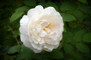 Delicate white rose