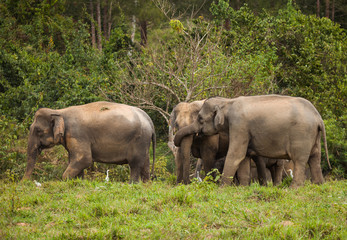 Fototapeta premium elephant family