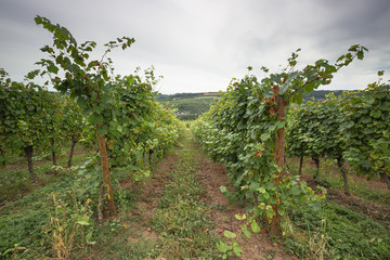 Obraz premium Vines in rows in a vineyard in the Moselle area