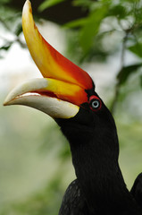 Head portrait of Malay gomray.
