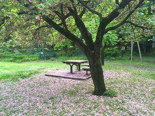 Sakura and bench