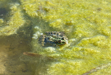Frog is in the bright green pond scum.