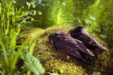 Two birds in a grass