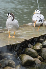 Zhangjiajie. Huangshi Stockaded Village Scenic Spot. Located in Wulingyuan Scenic and Historic Interest Area which was designated a UNESCO World Heritage Site as well as an scenic area in china