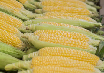 Fresh sweet corn. Fresh Corns in Market. Corn cob between green leafs