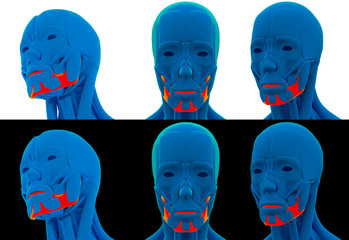 3D render illustration of the Mandible