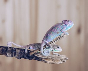 Little Panther chameleon sitting on an old branch © oleg_mj