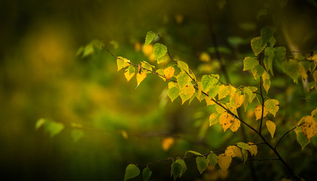 Yellow birch leaves on a blurry background