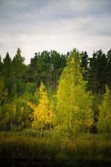 Fototapeta na wymiar Yellow birch tree on the bank of a pond