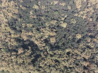 The forest Red forest. Landscape with a bird's eye view