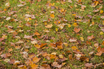 Yellow, orange and red autumn leaves in beautiful fall park. 