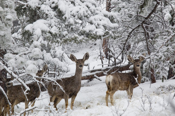 Mule Deer in Heavy Snowfall