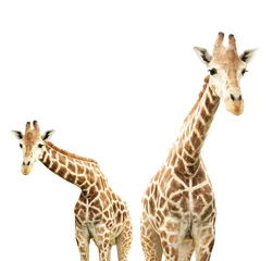 Photo sur Plexiglas Girafe Deux girafes