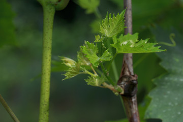 the blackberry plant